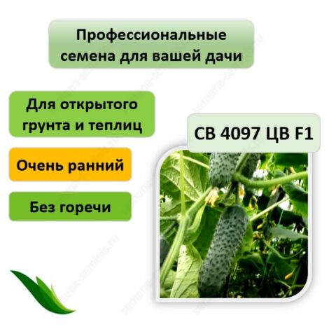 Огурец СВ 4097 ЦВ F1 семена 10 штук 2