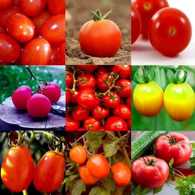 Комплект семян голландских томатов