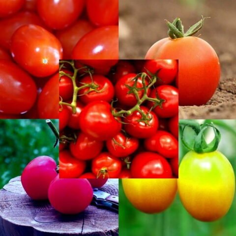 Набор семян томатов – Проверенный