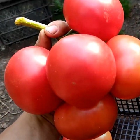 Фенда F1 - гибрид крупноплодного помидора