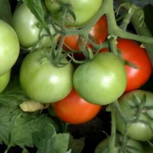 Ричи F1 томат красный (Bejo) семена