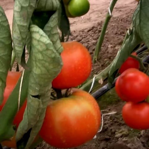 Лилос F1 томат среднеплодный (Rijk Zwaan) семена
