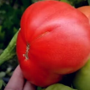 Пинк Айди F1 томат розовый (Seminis) семена