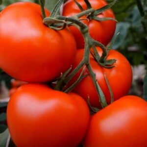 Полбиг F1 томат красный (Bejo) семена купить