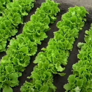 Гранд Рапидс салат батавия (Enza Zaden) семена