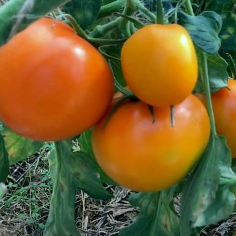 Гуальдино F1 томат оранжевый (Enza Zaden) семена
