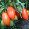 Инкас F1 томат красный (Nunhems) семена