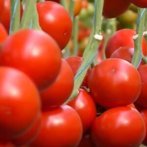 Топспорт F1 томат красный (Bejo) семена