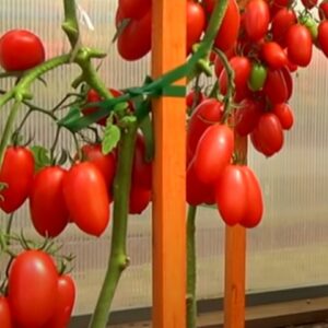 Торквей F1 томат красный (Bejo) семена