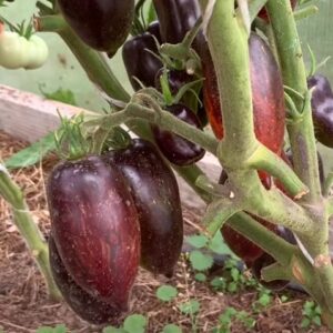 Атомный виноград Бреда томат