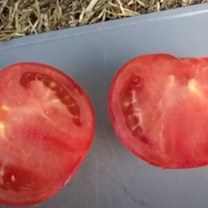 Бельмонте томат