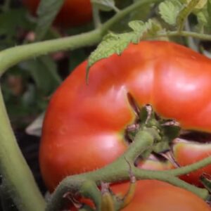 Большая мамочка томат описание сорта