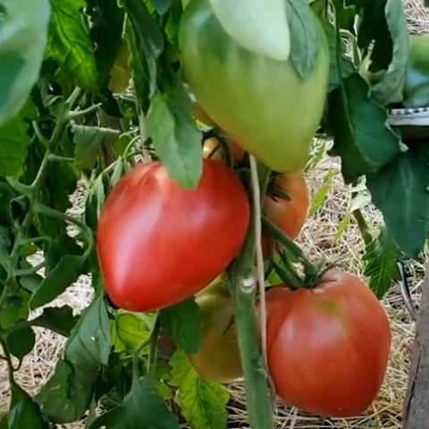 Бычье сердце минусинское томат