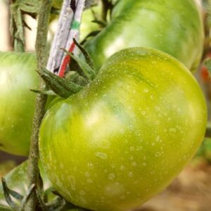 Зеленая тайна личинки томат