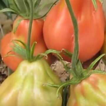 Инжирный малиновый томат описание сорта