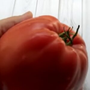 Кубышка гигантская томат описание сорта