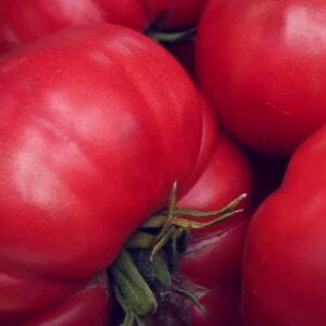 Малиновый великан томат –  неоспоримый лидер среди крупноплодных сортов