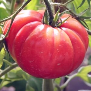 Малиновый великан томат описание сорта