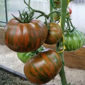 Полосатый шоколад томат описание сорта